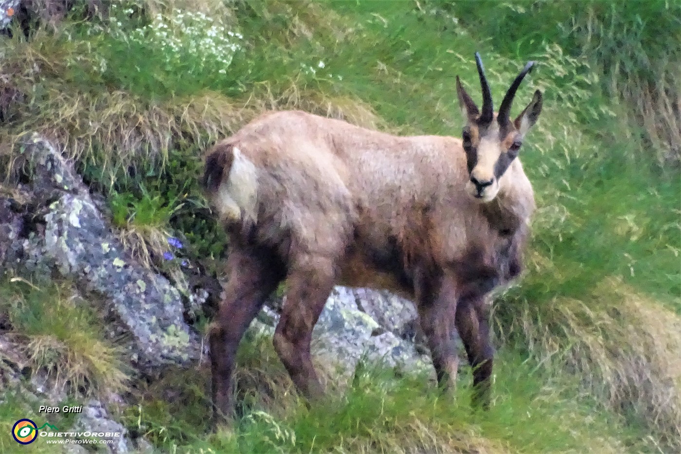 90 Il verso di un camoscio attira la mia attenzione e via con lo zoom.JPG